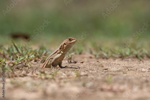 Obraz lizard on the ground