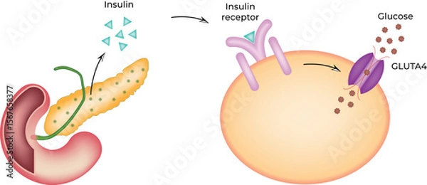 Fototapeta Chromosome, Telomere, and Telomerase Vector Illustration.