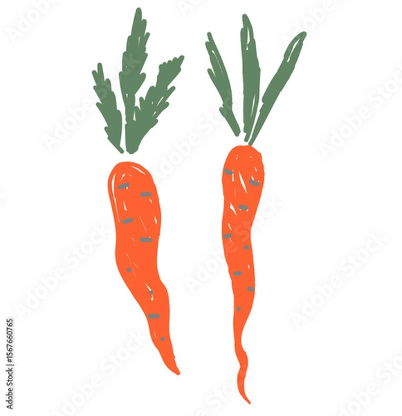 Fototapeta Hand-drawn carrots with green leaves on white background