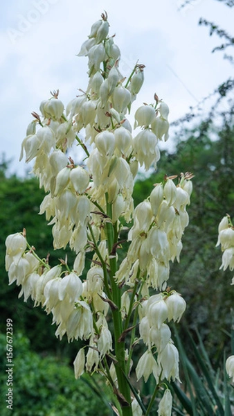 Fototapeta White flowering bush in full bloom, vertical orientation, captured in natural daylight.