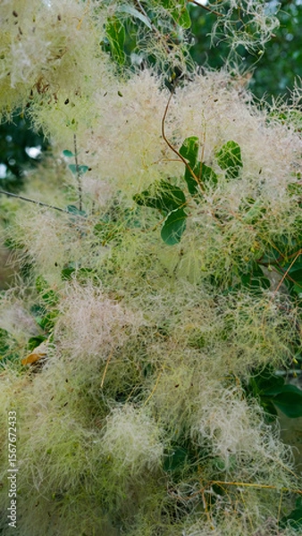 Fototapeta Top-down view of ornamental grasses with fluffy white seed heads in a natural setting.