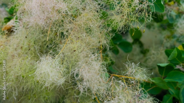 Fototapeta Fluffy light seed heads of a bush or grass captured in natural light, creating a soft texture.