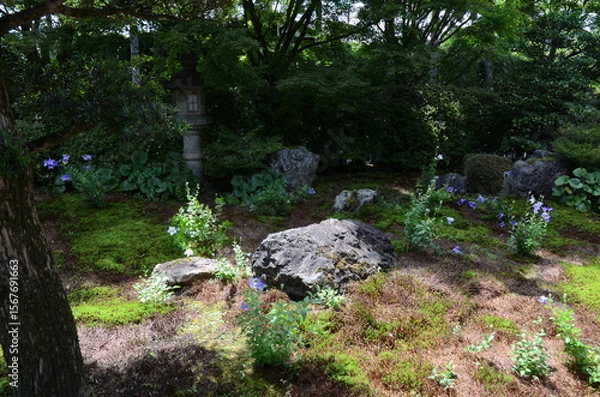 Fototapeta 【京都】東福寺天徳院に咲く桔梗の花