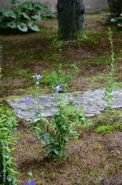 Fototapeta 【京都】東福寺天徳院に咲く桔梗の花