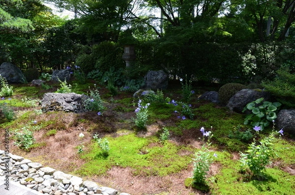 Fototapeta 【京都】東福寺天徳院に咲く桔梗の花