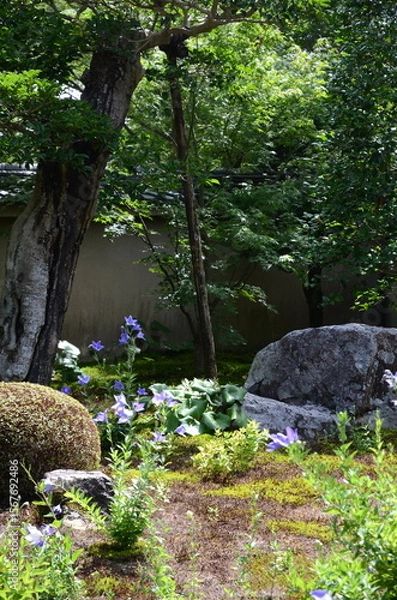 Fototapeta 【京都】東福寺天徳院に咲く桔梗の花