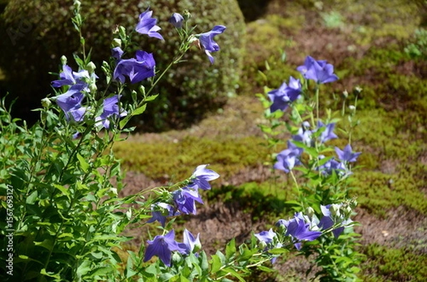 Fototapeta 【京都】東福寺天徳院に咲く桔梗の花