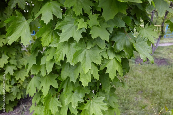 Fototapeta Leaves of maple at spring. Selective focus, blurred background