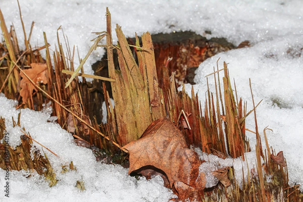 Obraz Spitze Holzsplitter eines Baumes im Schnee