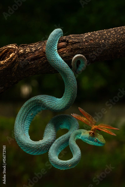 Fototapeta Blue white lipped pit viper and a dragonfly