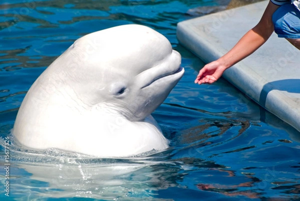 Obraz Beluga (White Whale)