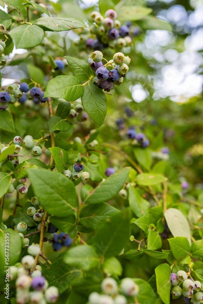 Fototapeta Bunch with ripe and unripe blueberry. Blueberry farm during harvest seson