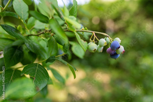 Fototapeta Bunch with ripe and unripe blueberry. Blueberry farm during harvest seson