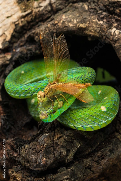 Fototapeta Hagen's pit viper and a dragonfly