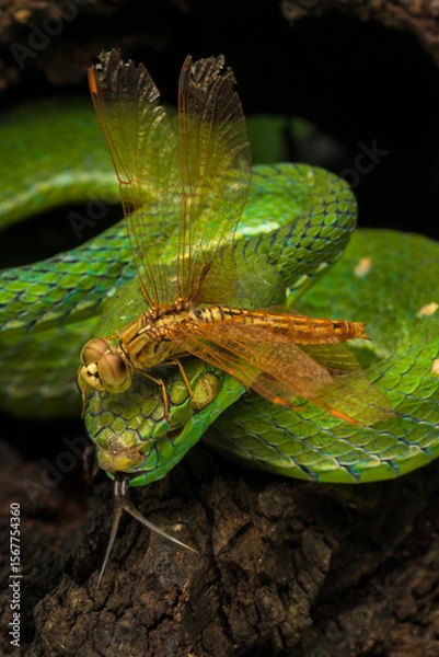 Fototapeta Hagen's pit viper and a dragonfly