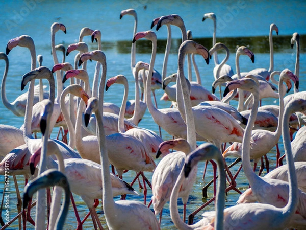 Obraz Flamingos in the marsh. Saintes-Maries-de-la-Mer, France