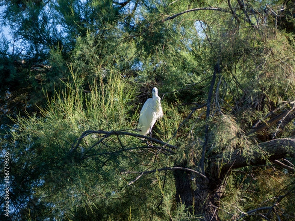 Fototapeta Great egret on a tree. Saintes-Maries-de-la-Mer, France