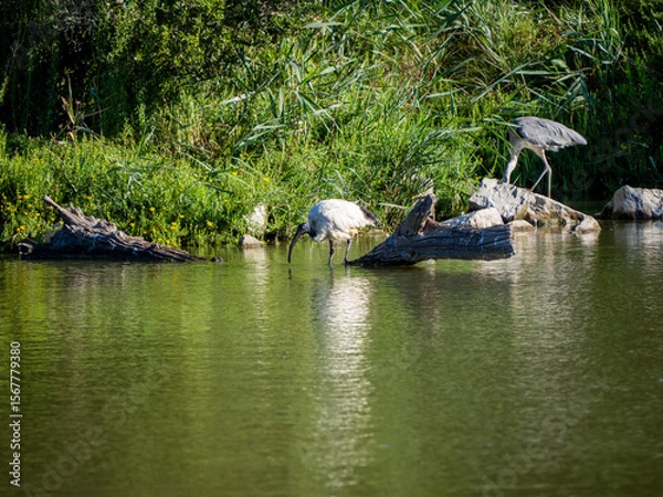 Obraz African sacred ibis. Saintes-Maries-de-la-Mer, France