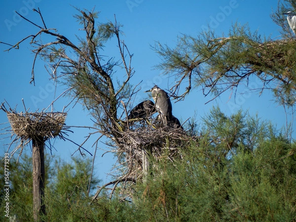 Obraz Gray heron on a tree. Saintes-Maries-de-la-Mer, France