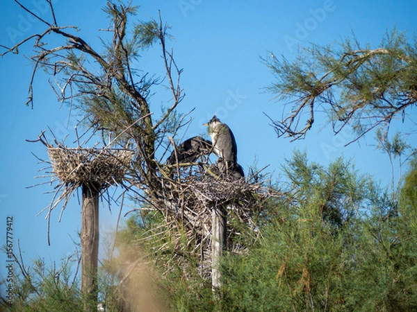 Fototapeta Gray heron on a tree. Saintes-Maries-de-la-Mer, France