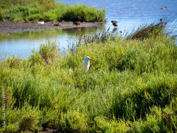 Obraz Great egret and White stork . Saintes-Maries-de-la-Mer, France