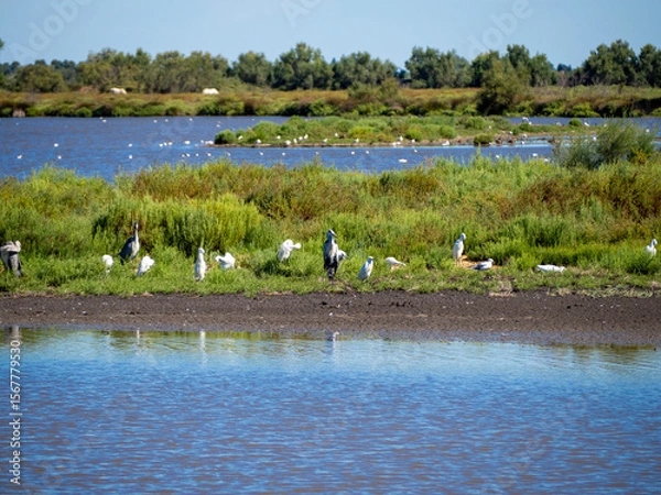 Obraz Herons . Saintes-Maries-de-la-Mer, France