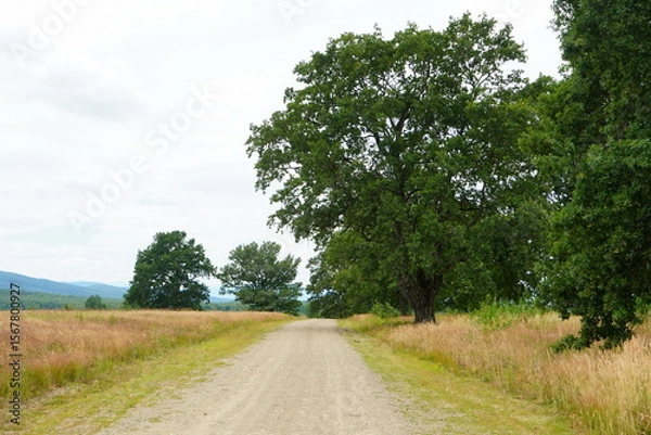 Fototapeta Countryside dirt road among grass fields with old oak trees on sides in Brasov county in Transylvania, Romania on summer