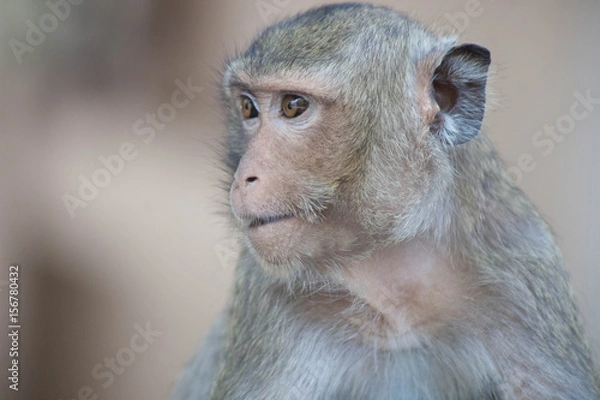 Obraz 可愛いサル