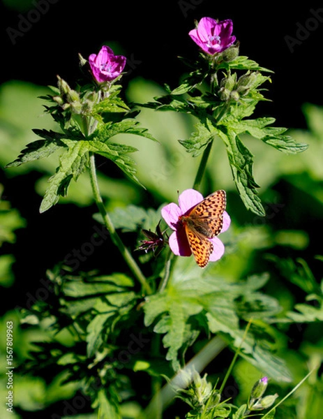 Obraz butterfly on flower