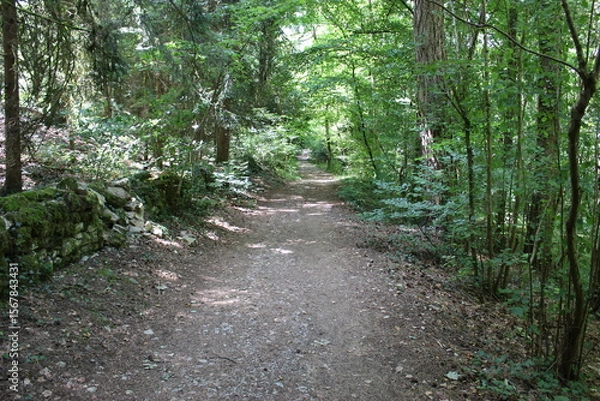 Fototapeta Sentier dans la combe de Fixin (Côte-d'Or)