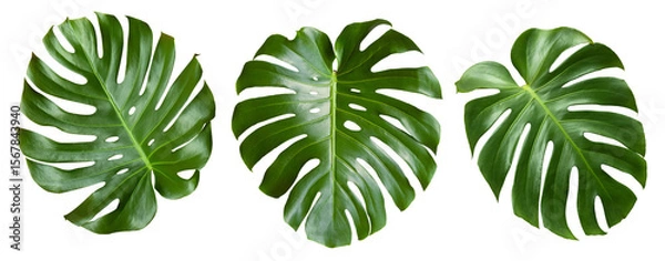Fototapeta Three tropical leaves monstera or monstera deliciosa isolated on white background. monstera leaf. Object with clipping path