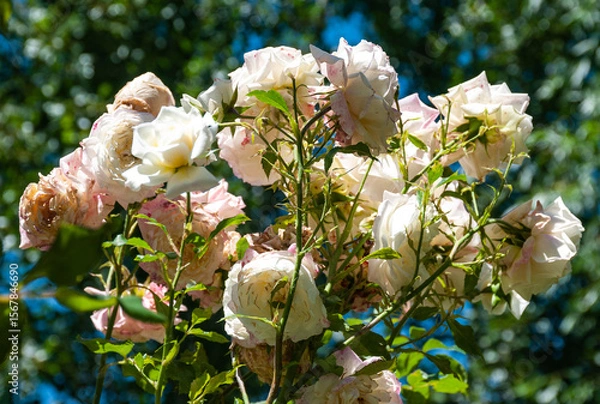 Fototapeta White and pink roses in full bloom. White roses with pink petals bloom in the garden. Tea rose flowers. Bush rose. Garden rose. 