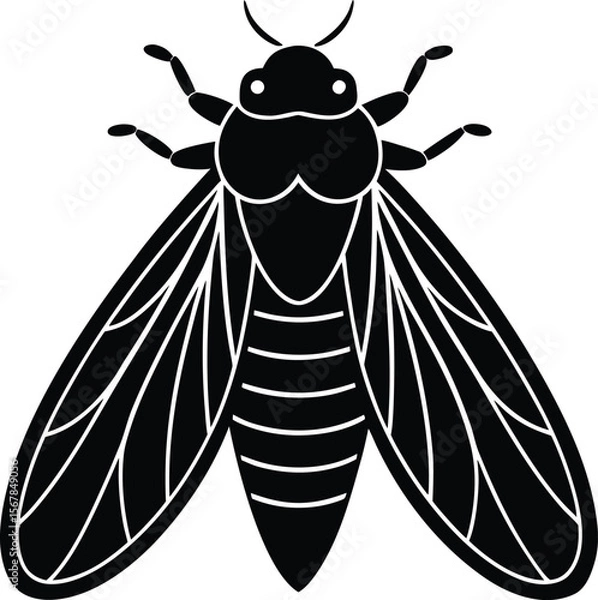 Obraz cicada on white background.eps