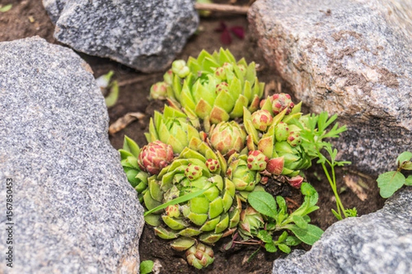 Obraz Perfect Symmetry of Sempervivum Succulent Rosette, Macro Shot