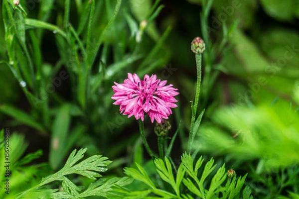 Obraz Close Up of Delicate Cornflower Blossoms, Nostalgic Wildflower