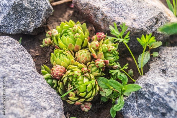 Obraz Perfect Symmetry of Sempervivum Succulent Rosette, Macro Shot