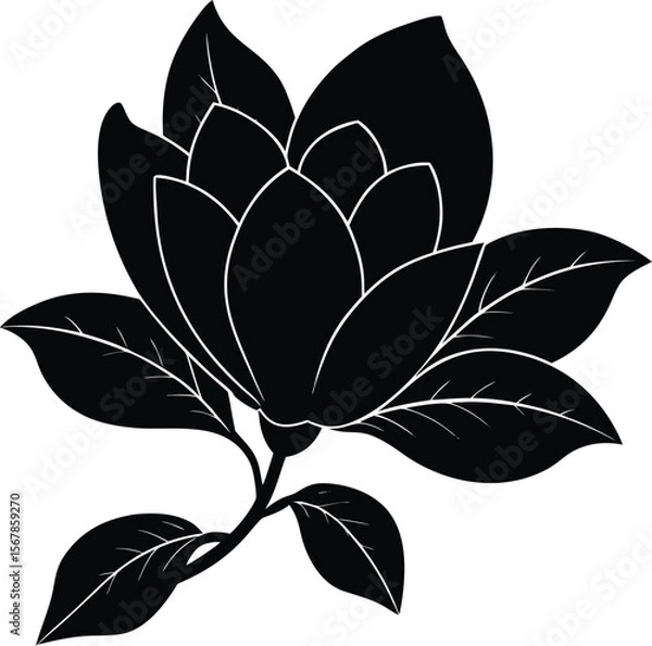 Obraz magnolia on white background.eps