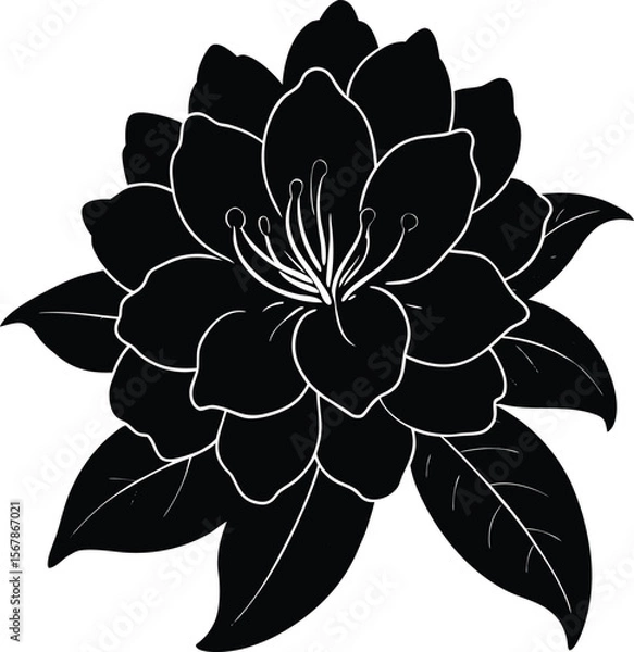 Obraz rhododendron on white background.eps