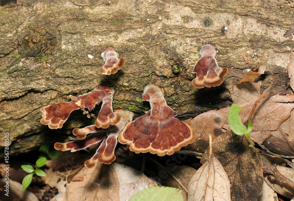 Obraz 赤茶色いウチワタケキノコの幼菌たち（アウトドアフィールド菌＆キノコ類マクロ撮影）