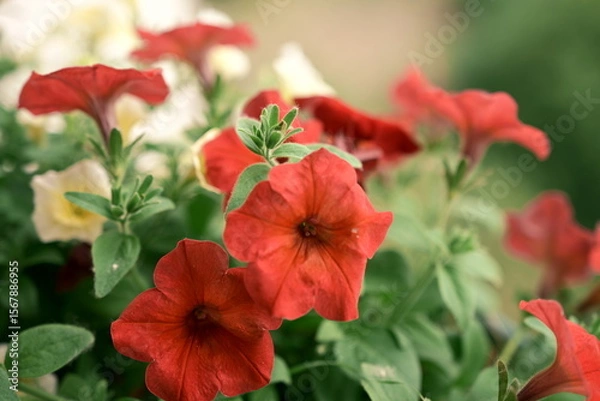 Fototapeta Colourful flowers. Petunias are fragrant and delicate flowers. The arrival of summer. Photo 1.