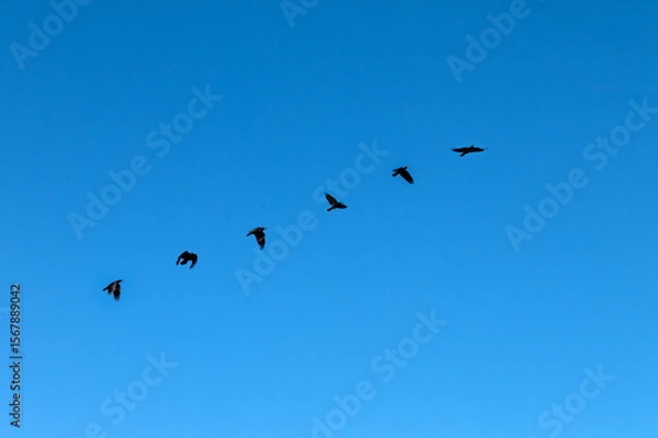 Obraz Group of black birds is captured mid-flight against a bright blue sky.