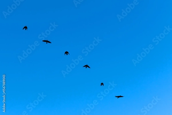 Obraz Group of black birds is captured mid-flight against a bright blue sky.