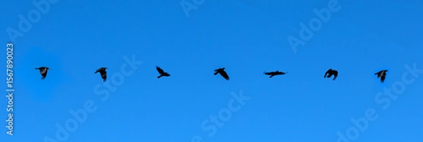 Obraz Group of black birds is captured mid-flight against a bright blue sky.