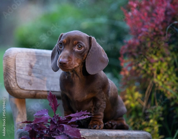 Obraz Такса щенок позирует на зеленом фоне