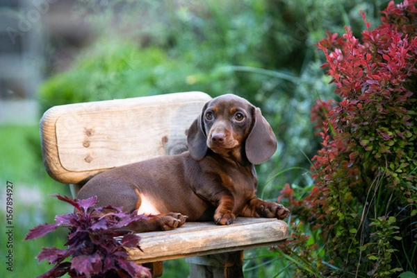 Obraz Такса щенок позирует на зеленом фоне
