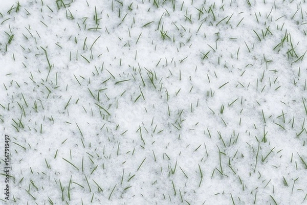 Fototapeta Snow reveals lush green grass beneath