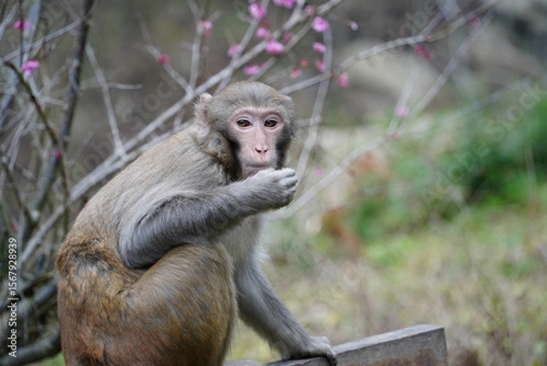 Obraz Wild Monkey in Zhangjiajie National Park, China