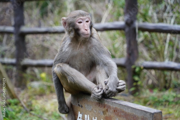 Obraz Wild Monkey in Zhangjiajie National Park, China