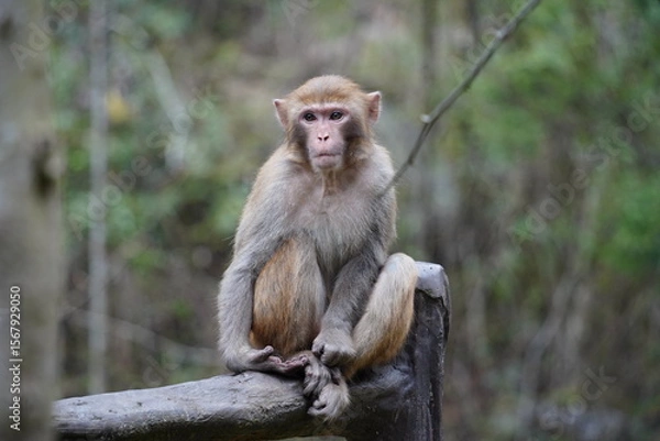 Obraz Wild Monkey in Zhangjiajie National Park, China