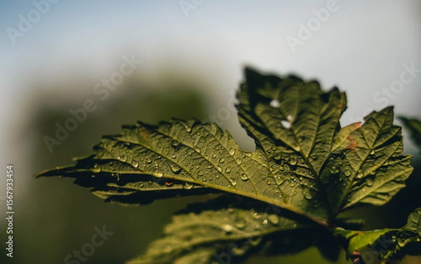 Obraz leaf of a tree